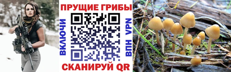 Псилоцибиновые грибы Psilocybine cubensis  Почеп 